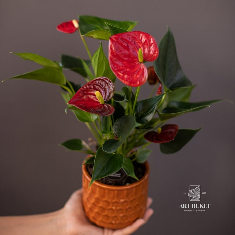 Антуриум Андре в керамическом горшке