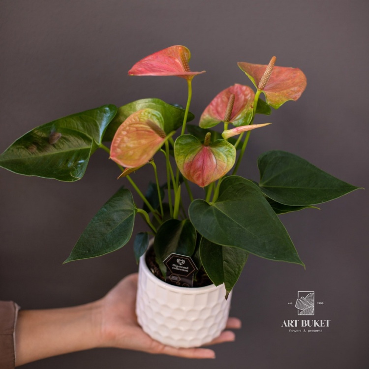 Антуриум Андре в керамическом горшке