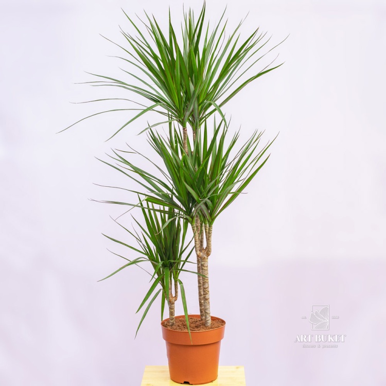 Драцена горшечная большая 120 см