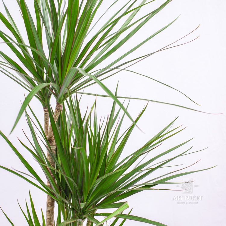 Драцена горшечная большая 120 см