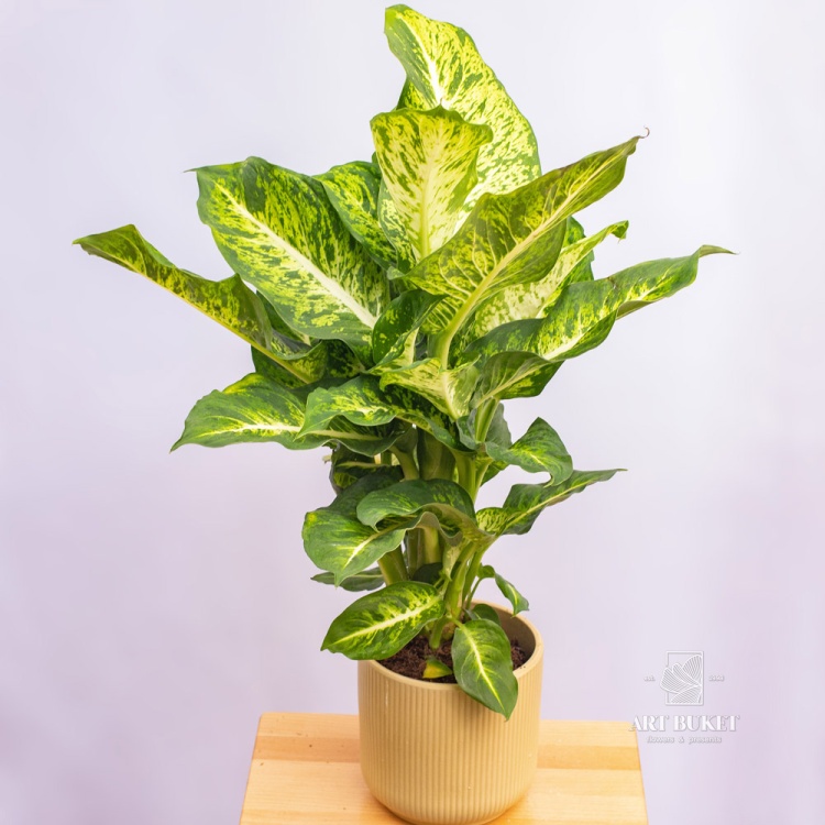 Диффенбахия 60 см