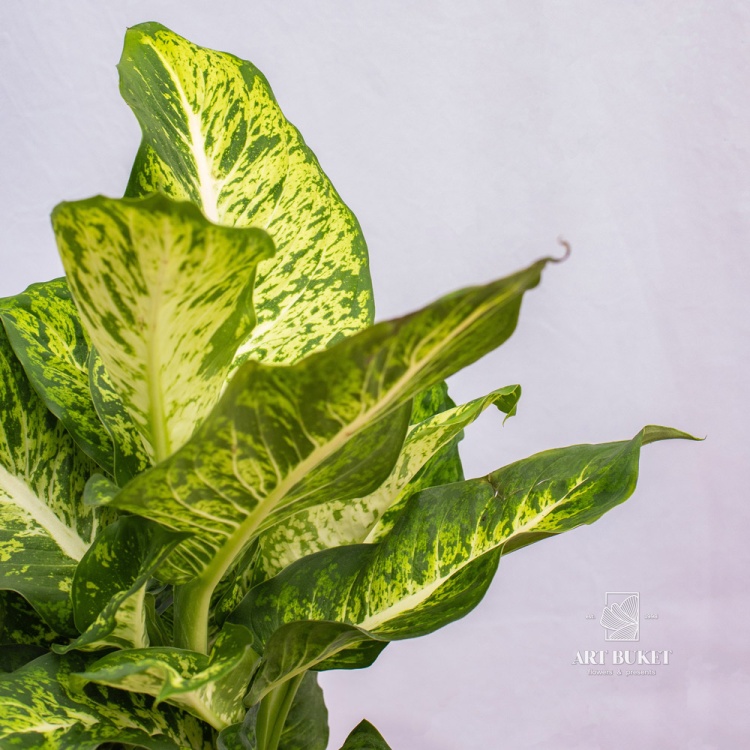 Диффенбахия 60 см