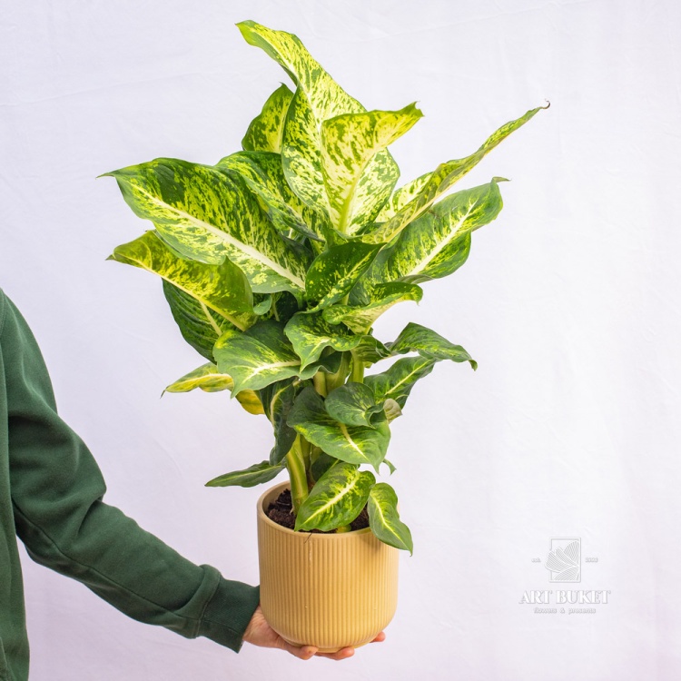 Диффенбахия 60 см