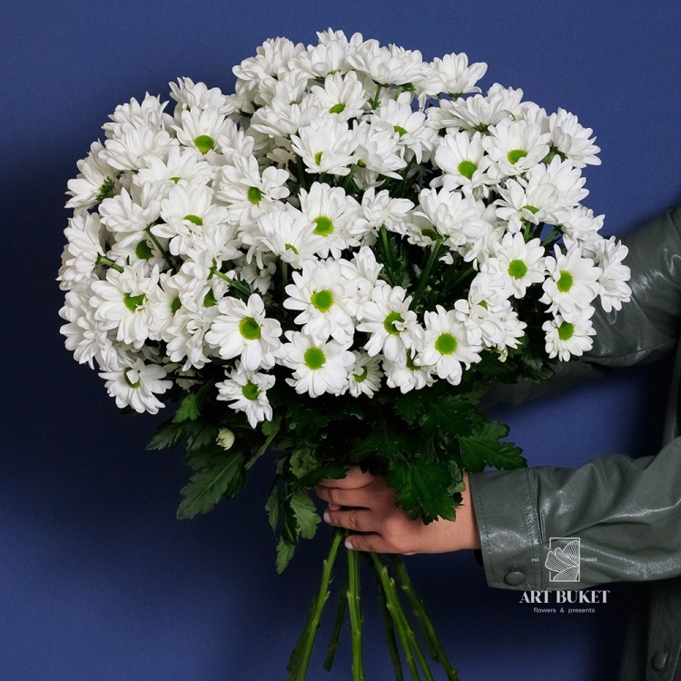 11 белых ромашковых хризантем