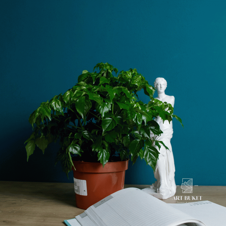 Радермахера горшечная