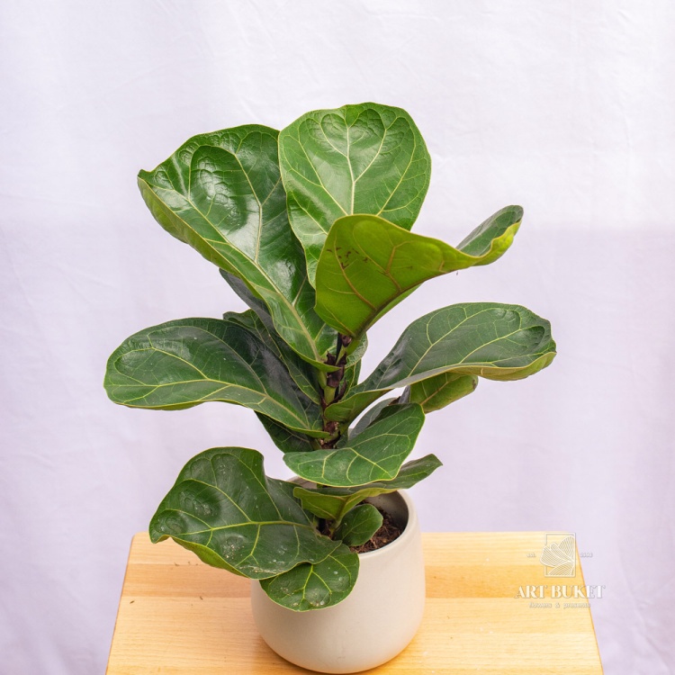 Фикус Лирата 40 см
