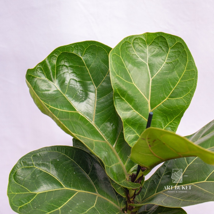 Фикус Лирата 40 см