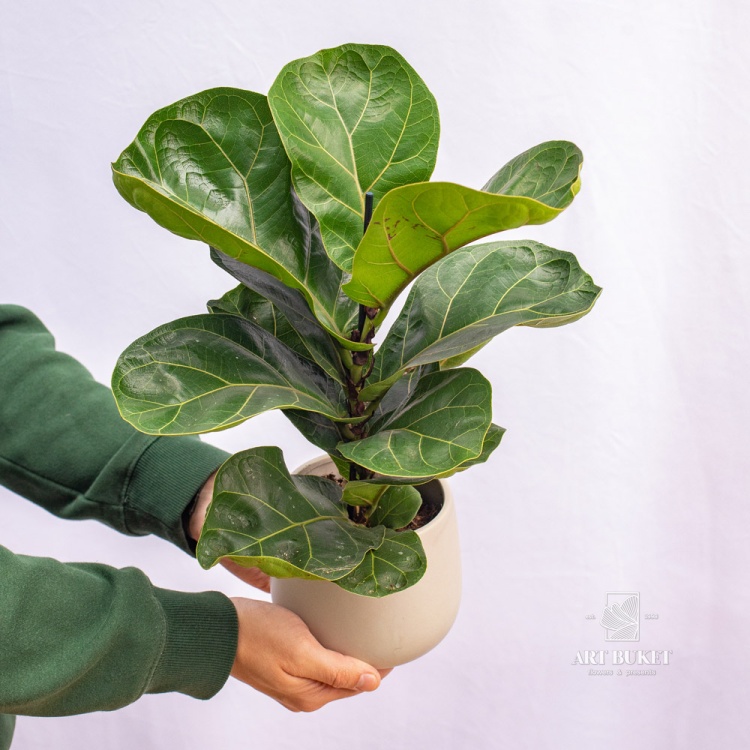 Фикус Лирата 40 см