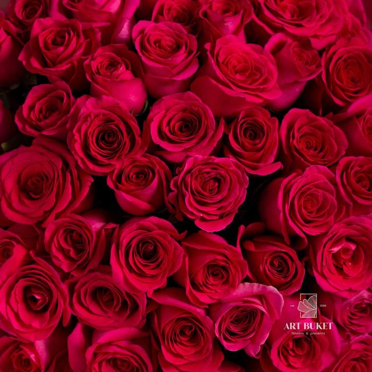 51 розовая роза "Пинк флойд"