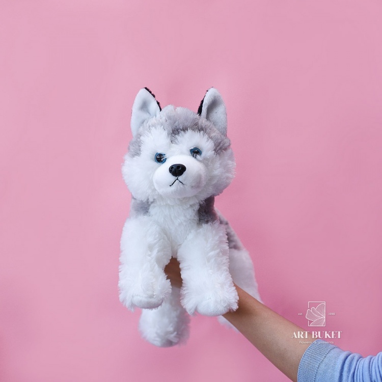 Хаски серый маленький