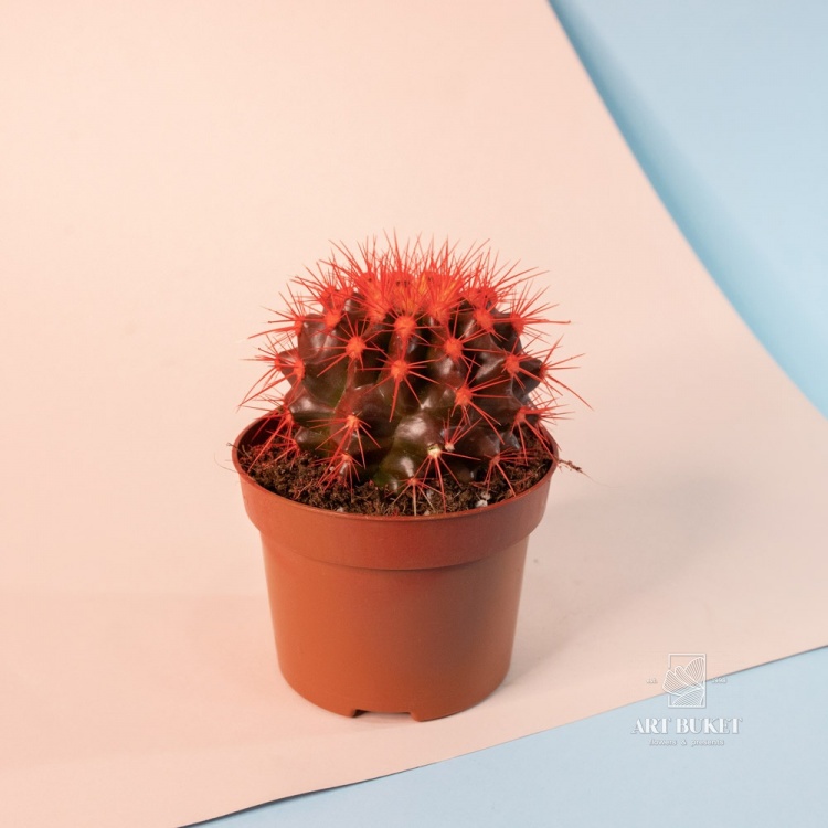 Эхинокактус