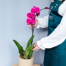 Орхидея Фаленопсис горшечная 75 см
