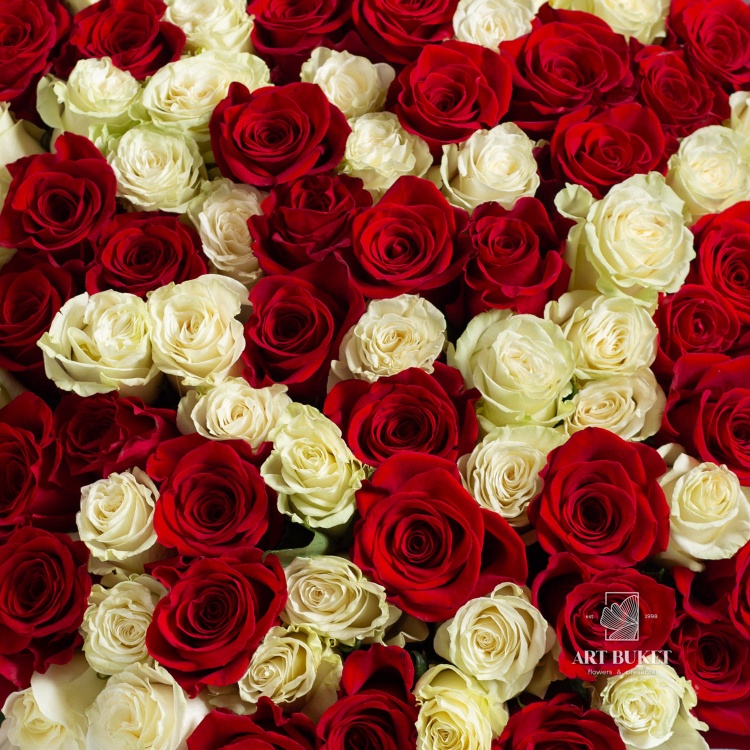 51 красно-белая роза