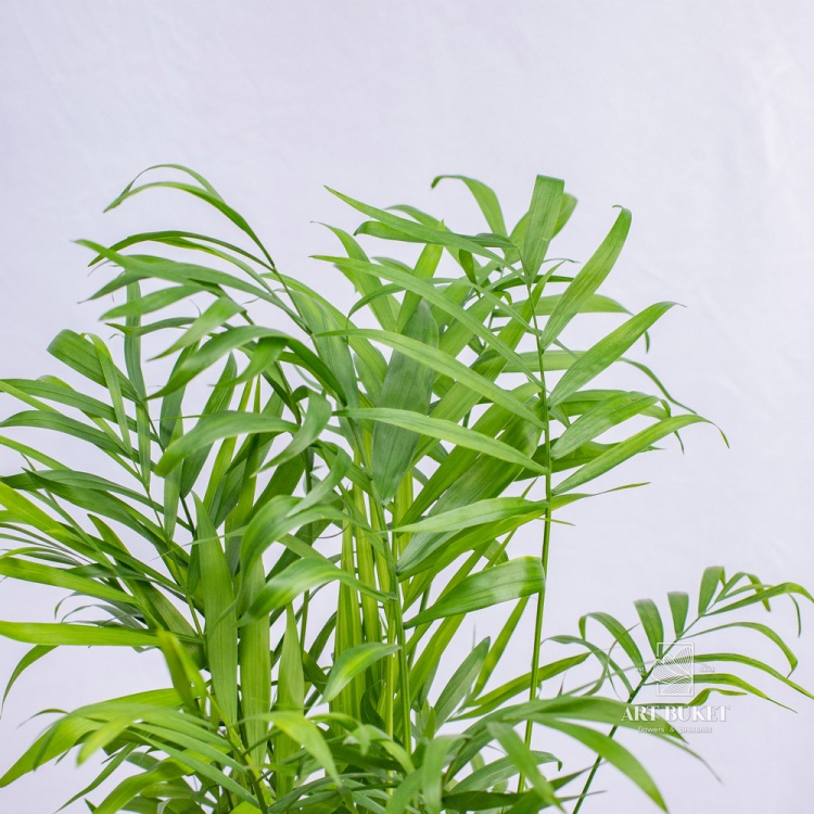 Хамедорея 60 см