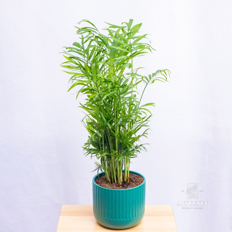 Хамедорея 60 см