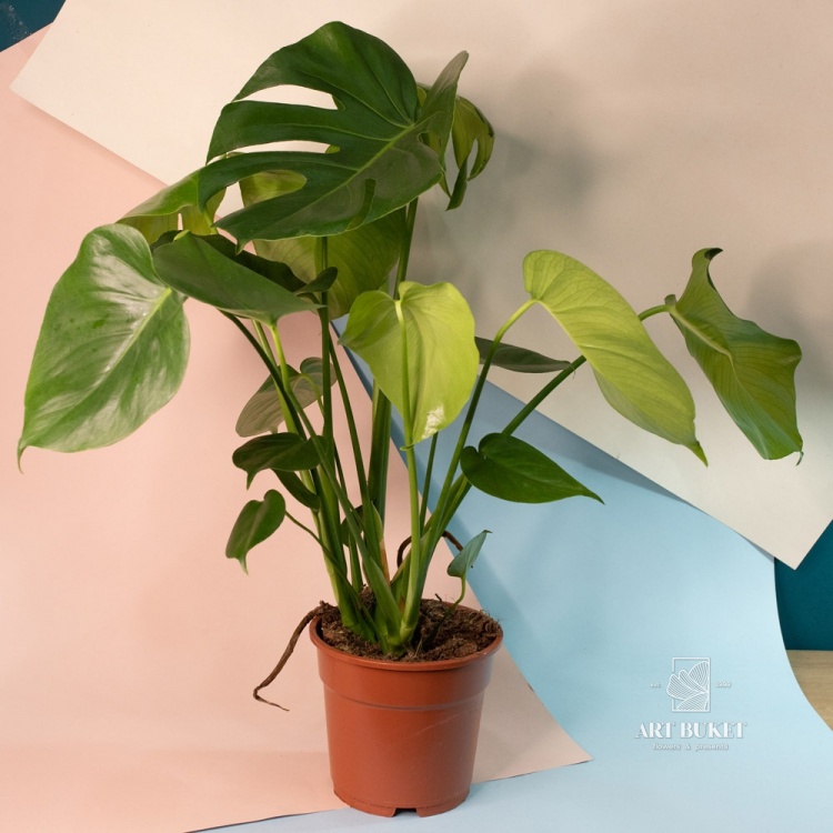 Монстера горшечная 17 см