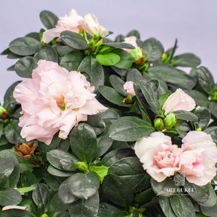 Рододендрон 30 см