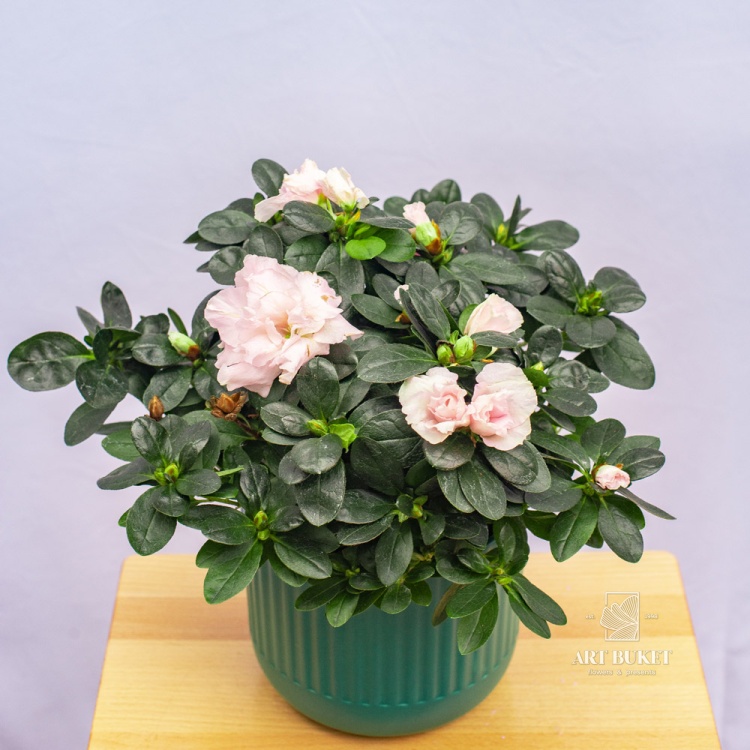 Рододендрон 30 см