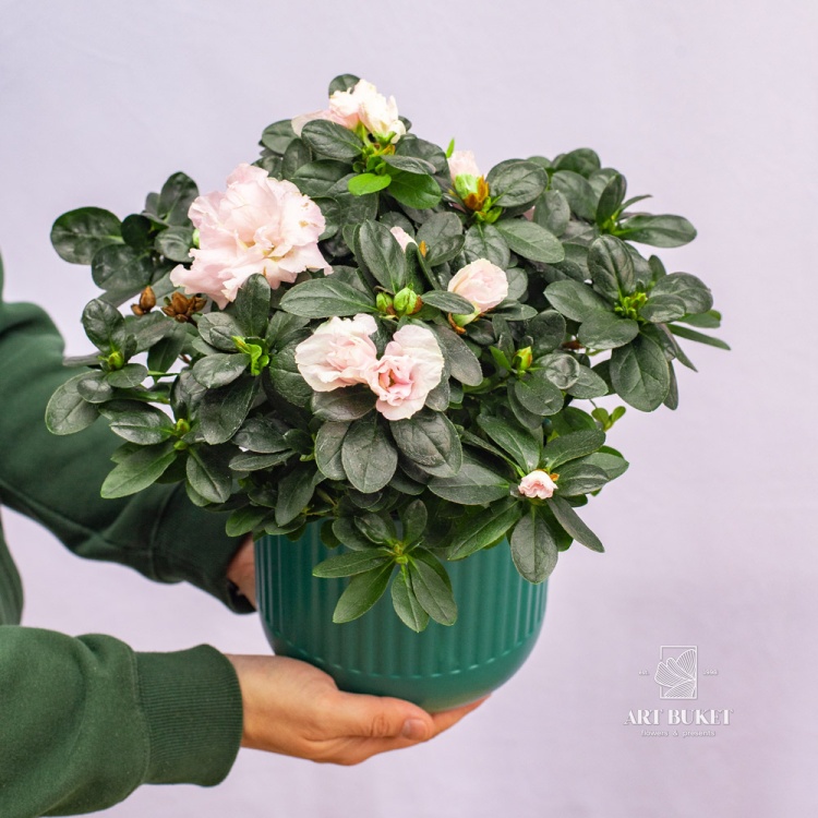 Рододендрон 30 см