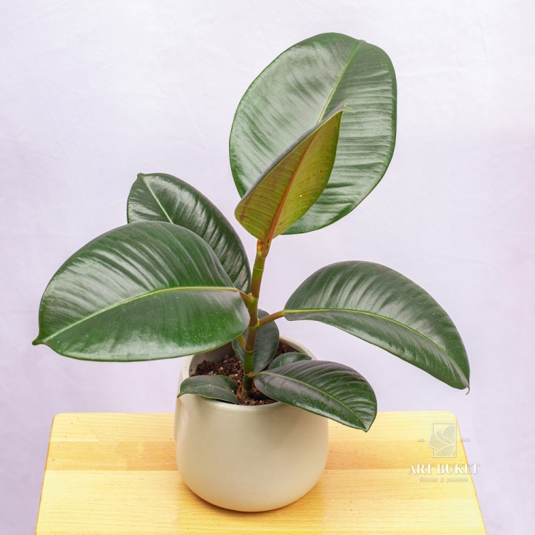 Фикус горшечный