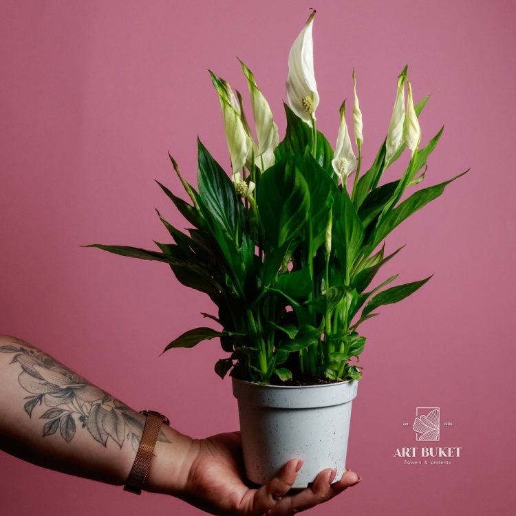 Спатифиллум (SPATHIPHYLUM) 45 см