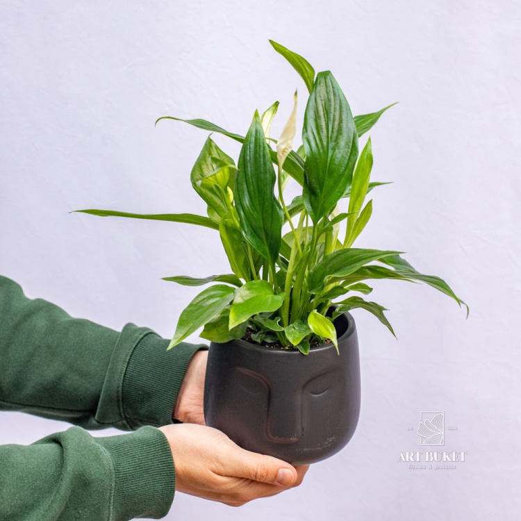 Спатифиллум (SPATHIPHYLUM) 45 см