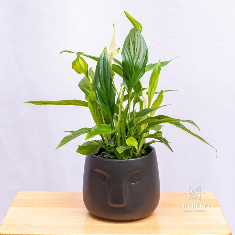 Спатифиллум (SPATHIPHYLUM) 45 см