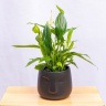 Спатифиллум (SPATHIPHYLUM) 45 см