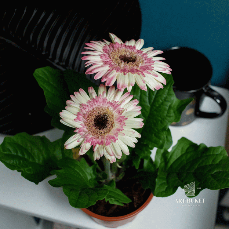 Гербера горшечная