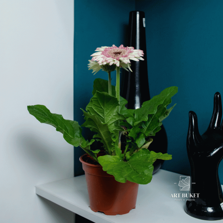 Гербера горшечная