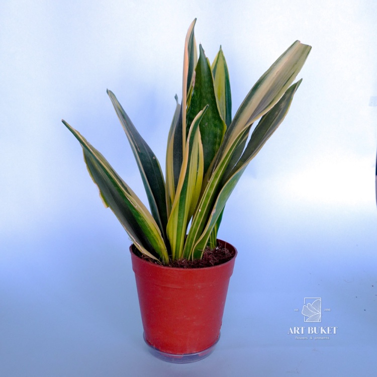 Сансевьерия 50 см