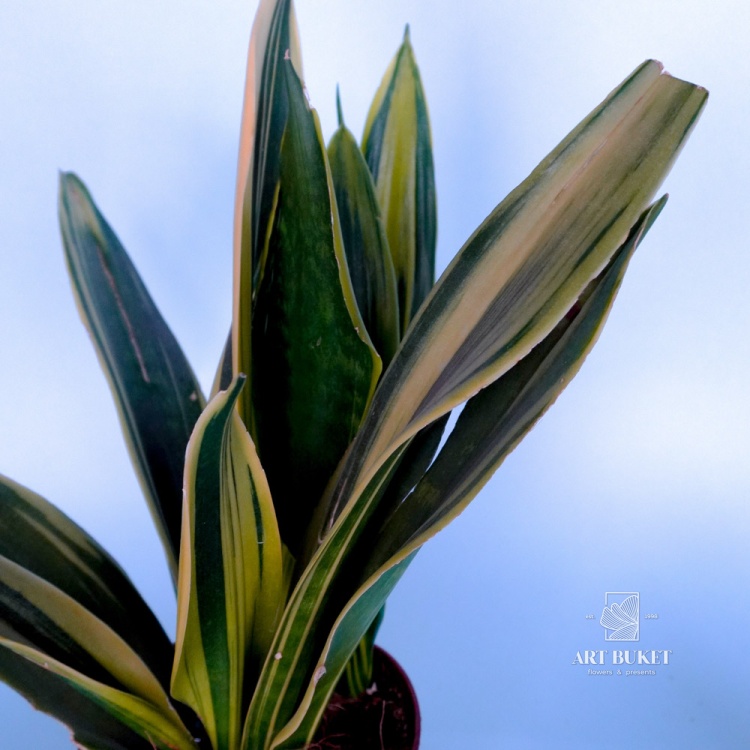 Сансевьерия 50 см