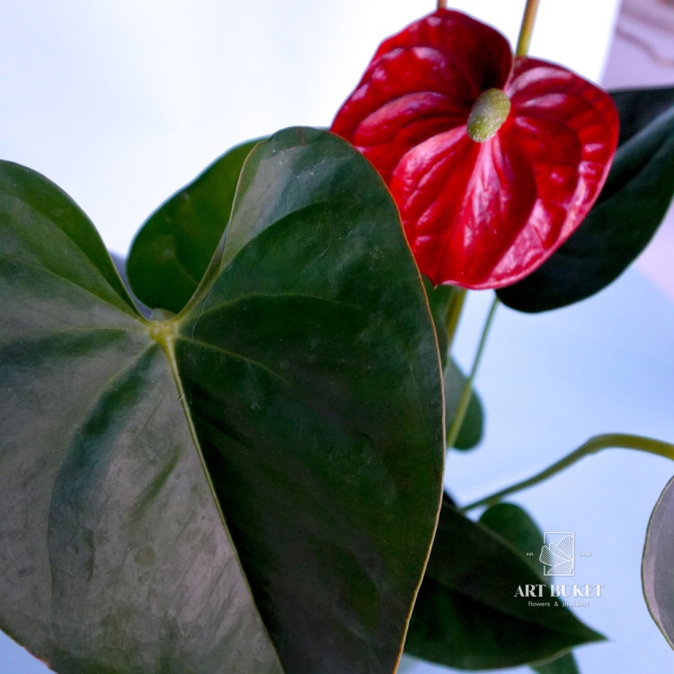 Антуриум Андре горшечный 40 см