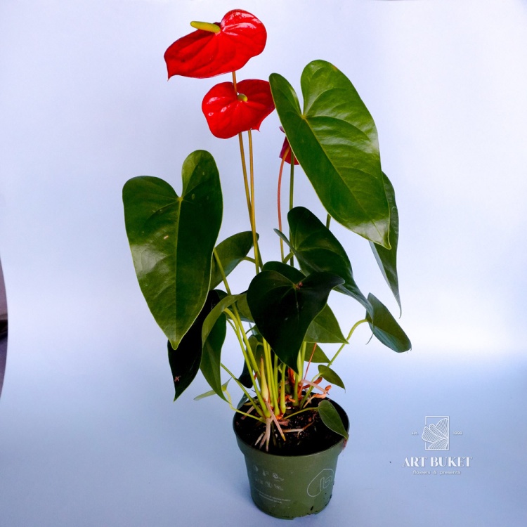 Антуриум Андре горшечный 40 см