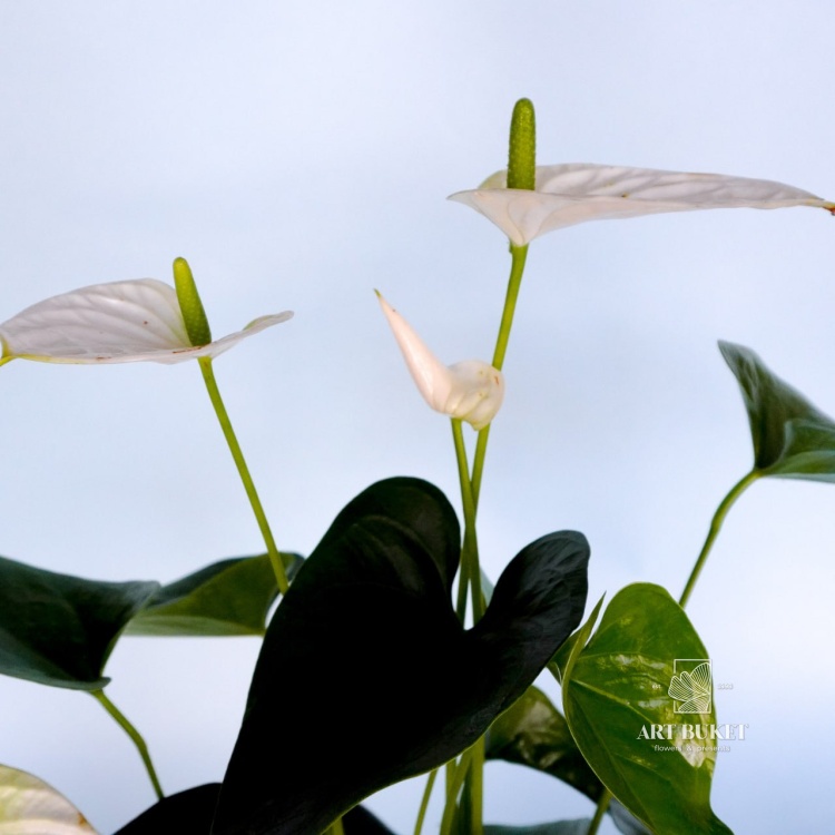 Антуриум Андре горшечный 40 см