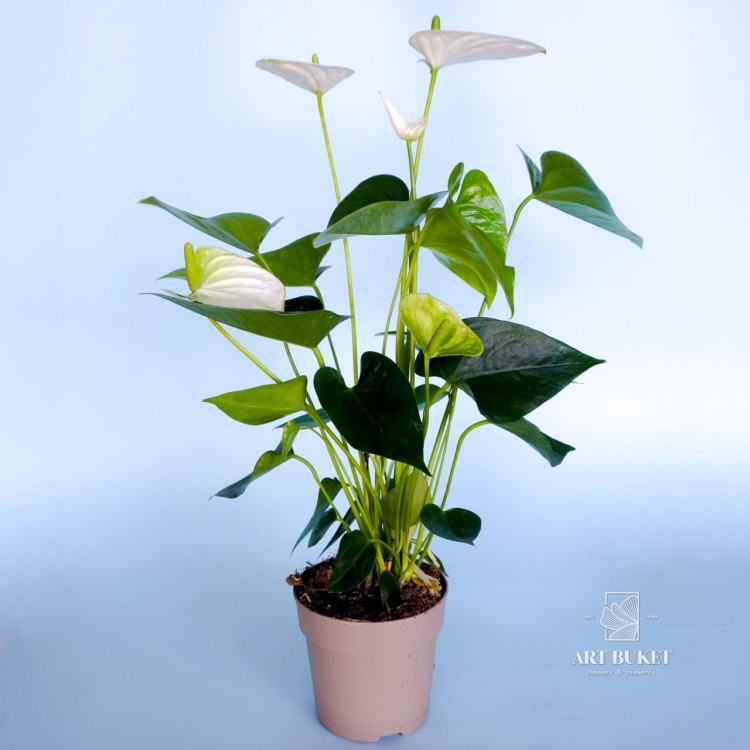 Антуриум Андре горшечный 40 см