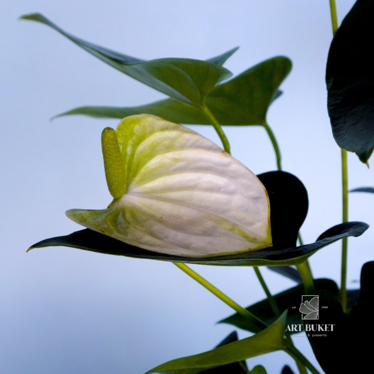 Антуриум Андре горшечный 40 см