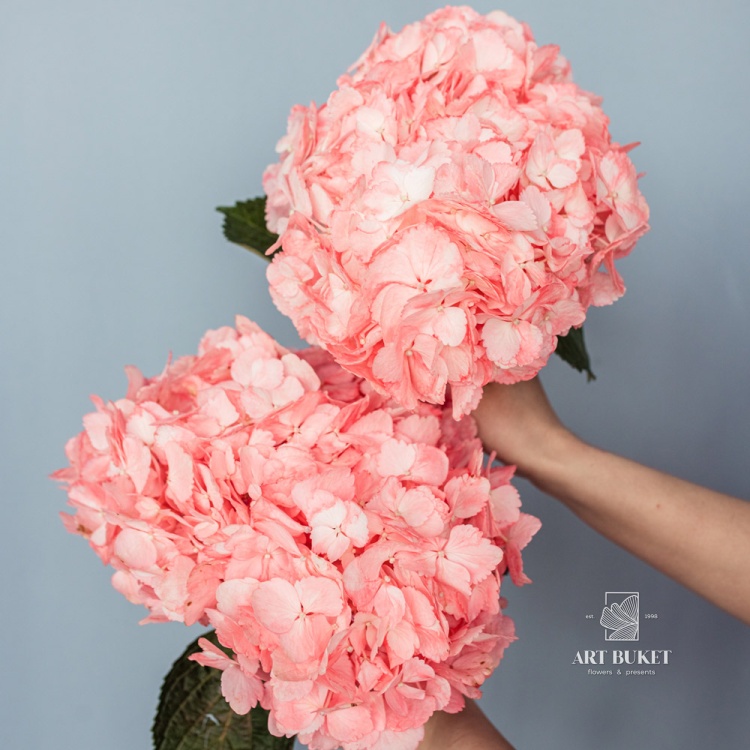 Гортензия Розовая 