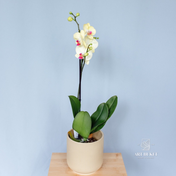 Орхидея Фаленопсис горшечная 60 см