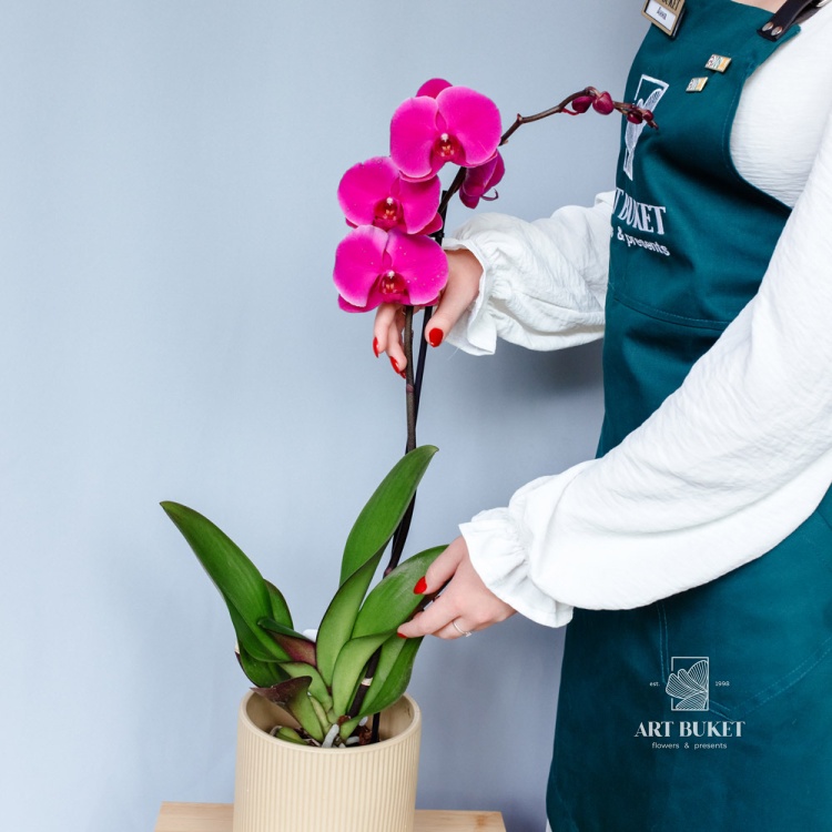Орхидея Фаленопсис горшечная 60 см