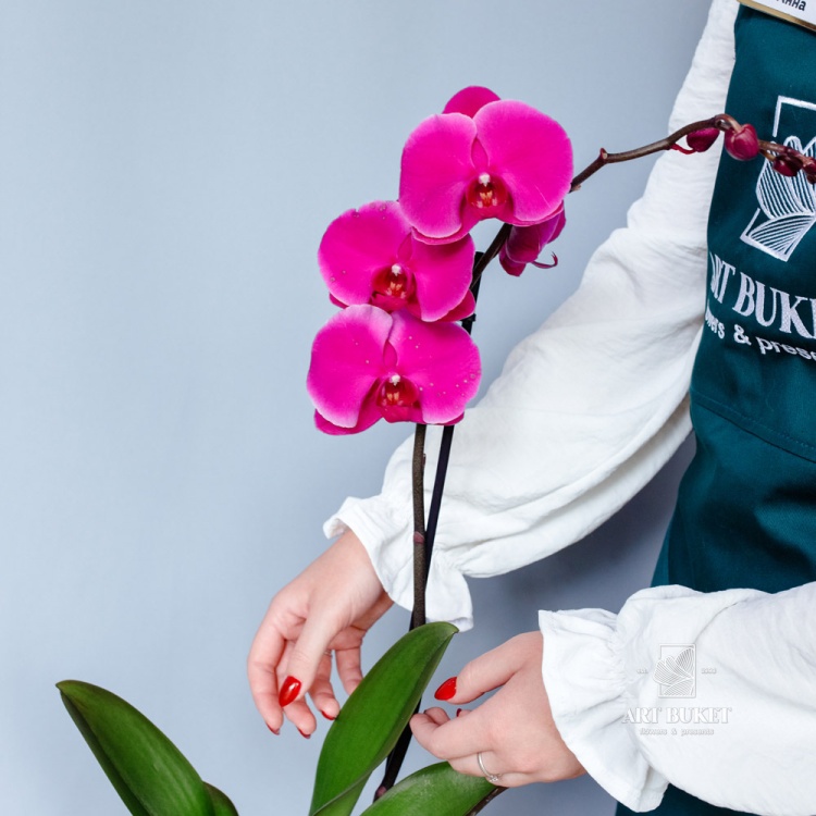 Орхидея Фаленопсис горшечная 60 см