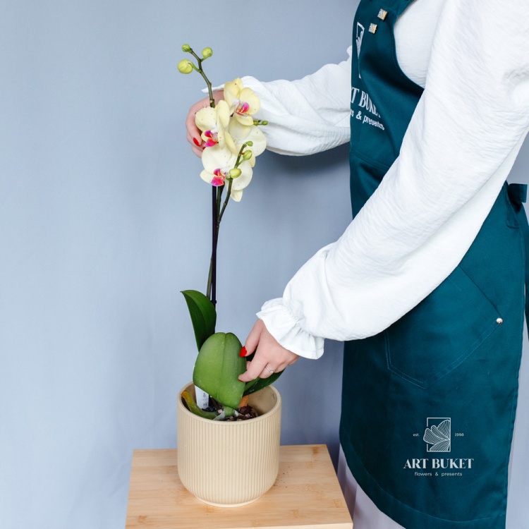 Орхидея Фаленопсис горшечная 60 см