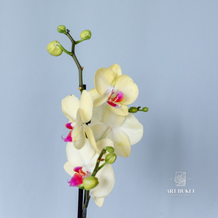 Орхидея Фаленопсис горшечная 60 см