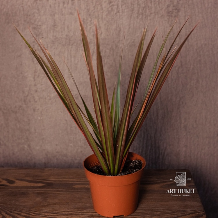 Драцена микс 30-40 см