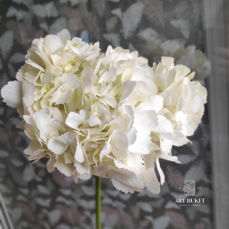 Гортензия Белая 