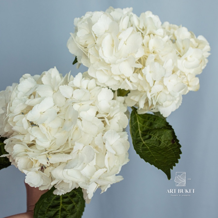 Гортензия Белая 