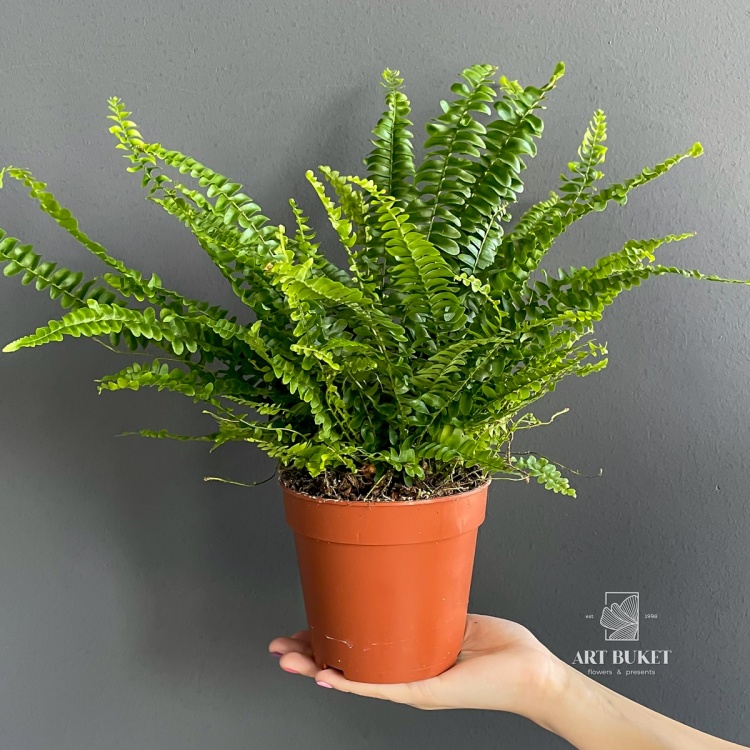 Нефролепис 40 см (Nephrolepis)