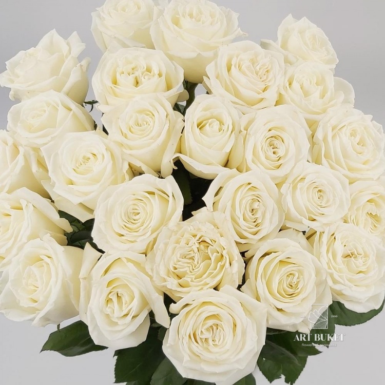 Роза Плая Бланка (Playa Blanca)