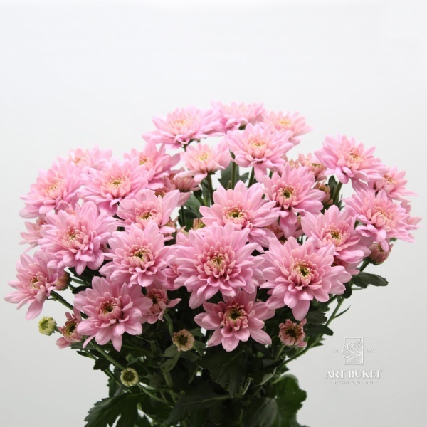 Хризантема Зембла Розовая