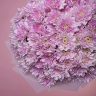 15 розовых хризантем